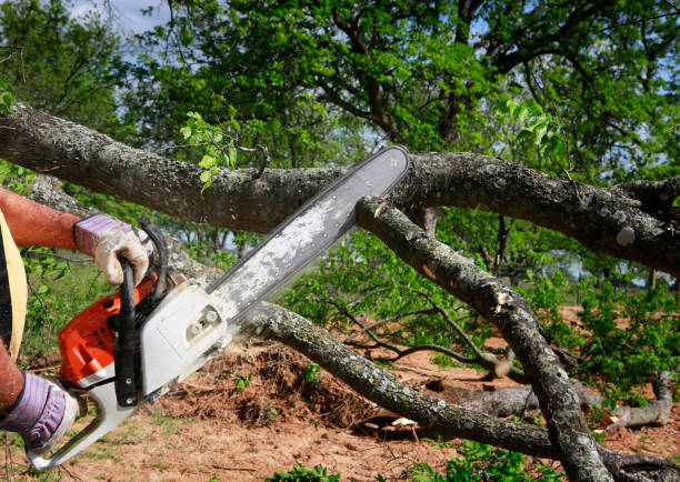 Tree Service Company in Rockledge, FL